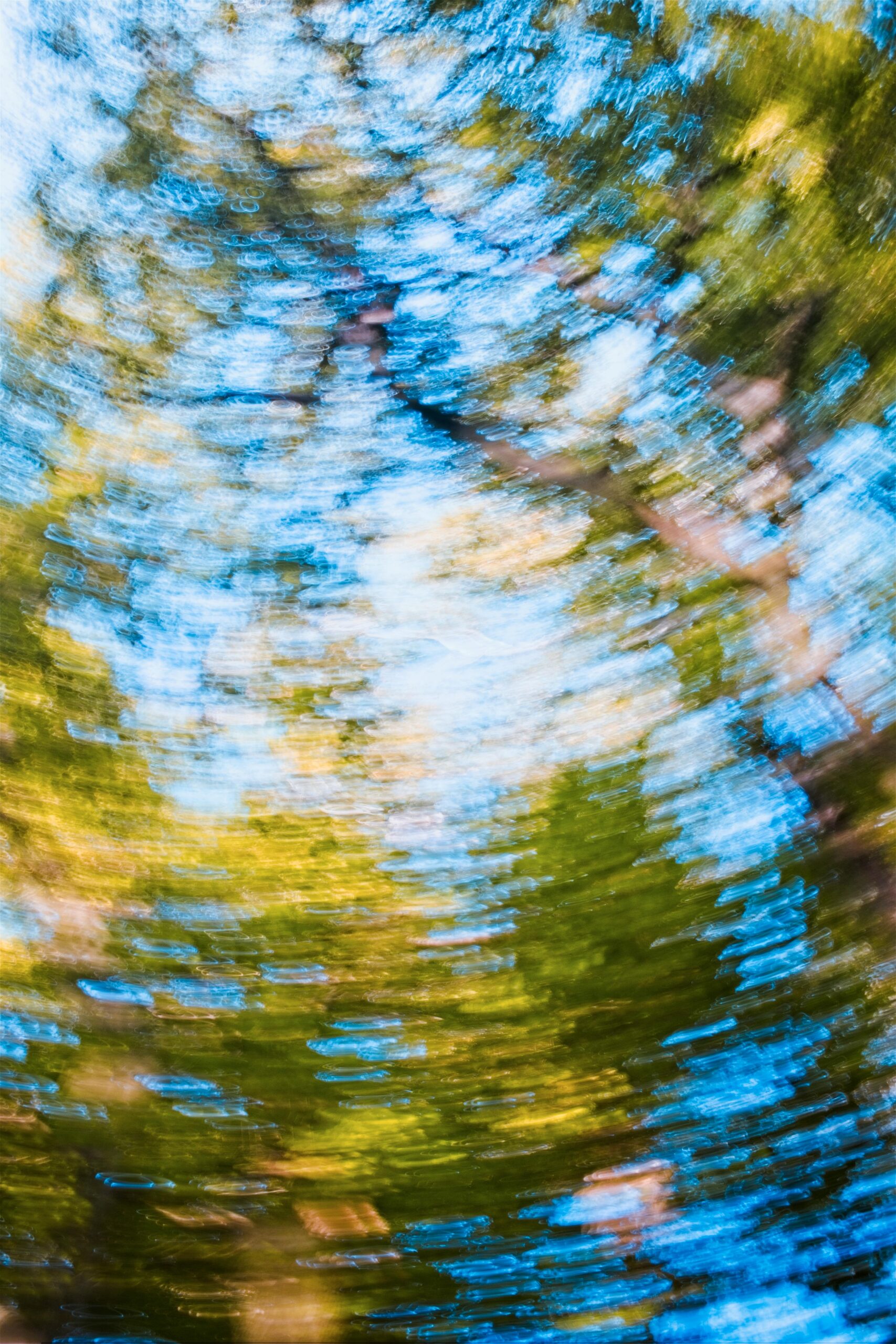 A dizzying abstract view of a forest canopy with swirling colors and light.